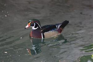 wild ducks standing on the ground photo