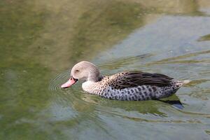 The native African species of duck in its natural habitat. photo