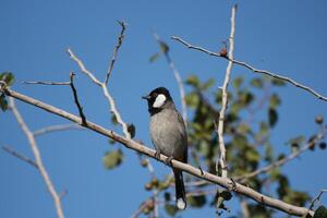 bulbul standing on twig of tree with blue sky photo