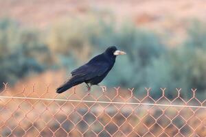 crow standing on wire fence photo