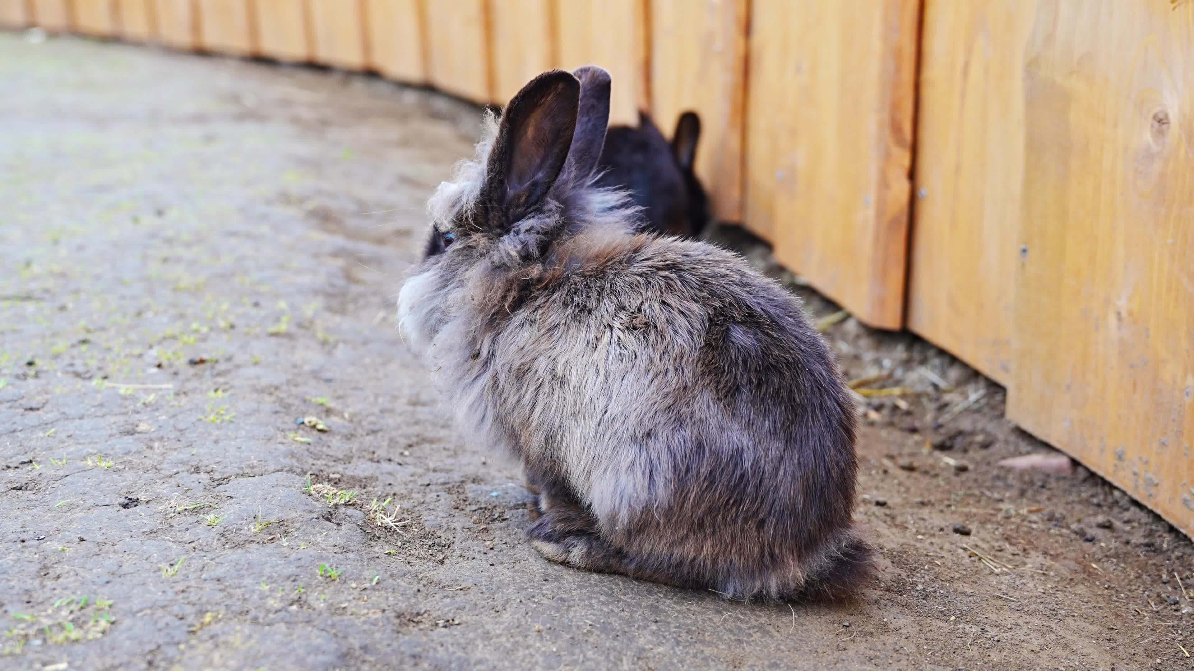 Witness The Hunt: Incredible Footage Of Birds And Rabbits - h863vce