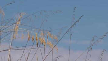 Strands Of Plants Move In Sicilian Countryside video