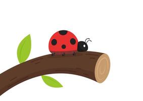 ladybug . ladybug on white background. wallpaper. tree stick . Ladybug insects on the branches. vector