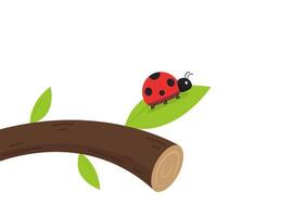 ladybug . ladybug on white background. wallpaper. tree stick . Ladybug insects on the branches. vector