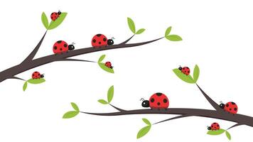 ladybug . ladybug on white background. wallpaper. tree stick . Ladybug insects on the branches. vector