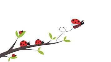 ladybug . ladybug on white background. wallpaper. tree stick . Ladybug insects on the branches. vector