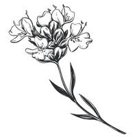 drawing of thyme herb. Detailed images in retro style, engraving style ink drawing. Vintage sketch element for label design, herbal tea packaging. vector