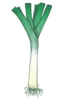 Leek in engraving technique. illustration isolated on white background. Green onion, ink linear sketch. vector
