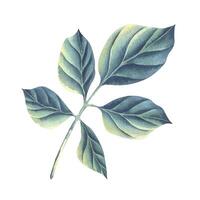 Green branch with leaves from a rose flower. Watercolor illustration. Isolated object on white background from WEDDING FLOWERS collection. For the design and design of bouquets, congratulations vector