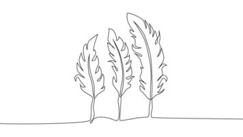 Self-drawing of continuous drawing of one line of an isolated object feather vector