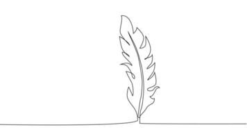 Self-drawing of continuous drawing of one line of an isolated object feather vector