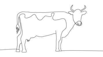 Cow. Self-drawing a simple of one continuous drawing of one line vector