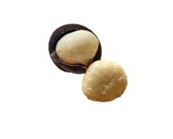 close up view of two halves of a macadamia nut. One half is encased in its dark brown shell, while the other half is free from the shell. on transparent background png