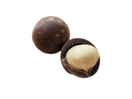 Two brown macadamia nut with cracks on the surface. just one have white seed macadamia. on transparent background png