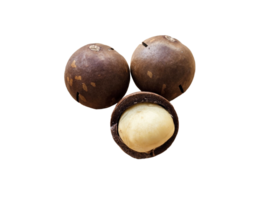 Just one has a white macadamia seed, and behind it are two brown macadamia nuts with cracks on their surface. on transparent background png