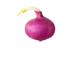 fresh large shallot with a glossy outer skin and a green shoot sprouting from the top. on transparent background png