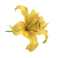 yellow lily flower on transparent background png