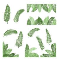 Palm Tree Leaf Set Collection vector