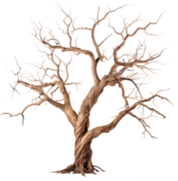 Dead tree with branches and twisted trunk png