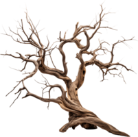 Dead tree with branches and twisted trunk png