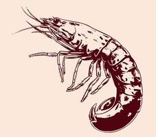 Large shrimp sketch, hand drawn prawn in engraved graphic style for fish menu restaurants vector
