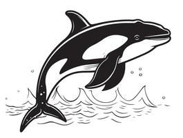 Killer whale sea animal isolated sketch. Grampus illustration. Orca or toothed whale, marine predator leaping out of water with curved tail. vector
