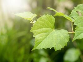 Macro of green grape leaf. photo