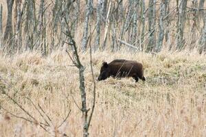 Wild boar in front of a forest clearing with small trees on a meadow in the nature photo
