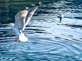 Seagulls in crystal clear water in the Norwegian Fjord. Dynamic movement of the seabird. photo