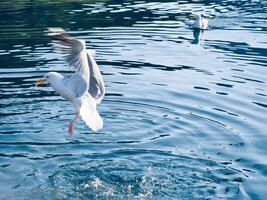 Seagulls in crystal clear water in the Norwegian Fjord. Dynamic movement of the seabird. photo