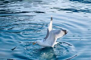 Seagulls in crystal clear water in the Norwegian Fjord. Dynamic movement of the seabird. photo