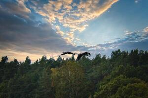 Cranes fly over trees in a forest at sunset. Migratory birds on the Darss photo