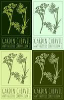 Set of drawing GARDEN CHERVIL in various colors. Hand drawn illustration. The Latin name is ANTHRISCUS CEREFOLIUM L. vector