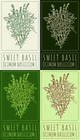 Set of drawing GREAT BASIL in various colors. Hand drawn illustration. The Latin name is OCIMUM BASILICUM L. vector