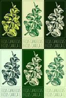 Set of drawing FICUS CAPRIFICUS in various colors. Hand drawn illustration. The Latin name is FICUS CARICA L. vector