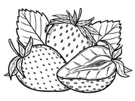 strawberries sketch line art composition, hand drawn botanical outline illustration. Monochrome drawing. Isolated design element for coloring book page, background, pattern, packaging, logo. vector