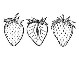 strawberries set, line art drawing, hand drawn botanical outline illustration. Summer fruit monochrome drawing. Isolated design elements for coloring book page, background, pattern, packaging. vector