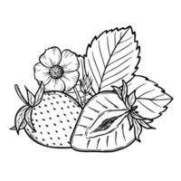 strawberry line art illustration composition with berries, leaves and flowers, hand drawn botanical outline sketch, monochrome drawing. Design element for coloring book, background, pattern vector