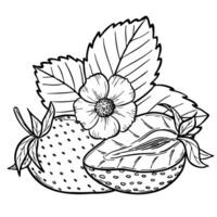 strawberry line art illustration composition with berries, leaves and flowers, hand drawn botanical outline sketch, monochrome drawing. Design element for coloring book, background, pattern vector