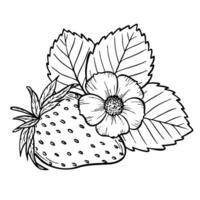strawberry composition with berry, flower and leaves, line art illustration, hand drawn floral outline sketch, botanical drawing. Design element for coloring, background, pattern, packaging vector