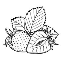 strawberries sketch line art composition, hand drawn botanical outline illustration. Monochrome drawing. Isolated design element for coloring book page, background, pattern, packaging, logo. vector