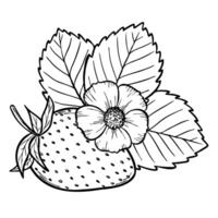 strawberry composition with berry, flower and leaves, line art illustration, hand drawn floral outline sketch, botanical drawing. Design element for coloring, background, pattern, packaging vector