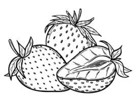 strawberries sketch line art composition, hand drawn botanical outline illustration. Monochrome drawing. Isolated design element for coloring book page, background, pattern, packaging, logo. vector