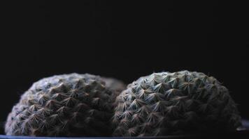 Cluster of Spiny Cacti Against Dark Background video