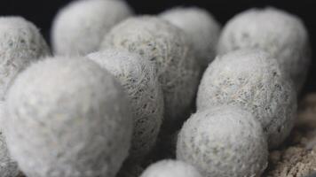 Close-Up of Round Fuzzy Cacti Cluster video
