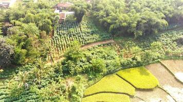 Aerial of the border between rice fields and housing. Landscape of green rice fields in Countryside of Bandung - Indonesia. Agricultural industry. Panoramic Landscape. 4k Footage Resolution video