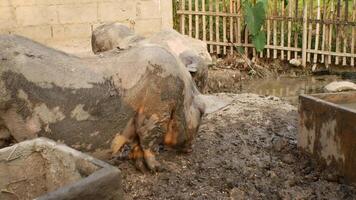 Pigs in a Muddy Pen on a Farm video