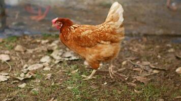 of a brown chicken in green field, pecking, walking. Charming daily life video