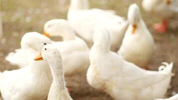 White ducks with orange beaks peacefully coexisting and enjoying time together video