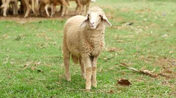 Sheep grazing in a green field, eating grass and looking at the viewer video